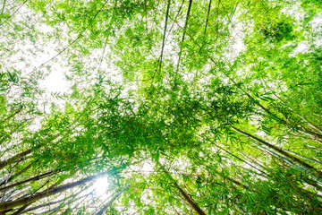 Fototapeta na wymiar The flourish green Asian bamboo forest with sunlight