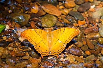 orange common cruiser butterfly on water stream