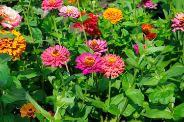 background of beautiful flowers zinnias