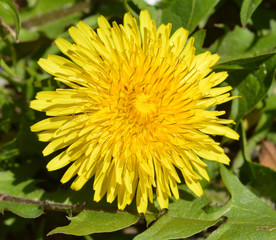 Dandelion