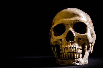 Fototapeta premium skull in the dark