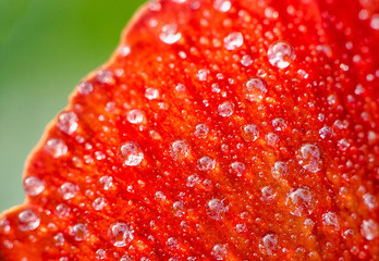Water droplets in the red petals.