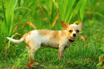 Chihuahua, dog, puppy chihuahua cute.