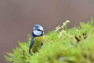 Blue tit