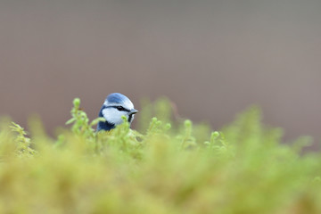 Blue tit