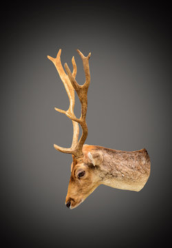 Deer head