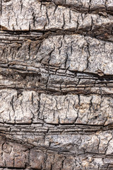 natural tree bark