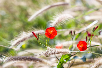 beautiful flower in garden. maehongson