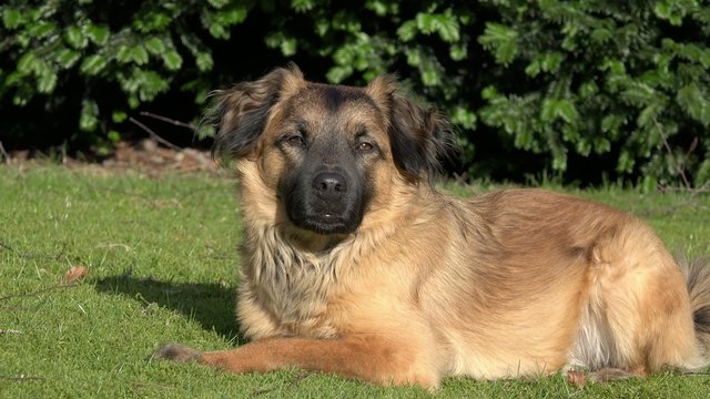 brauner Hund liegt auf Wiese