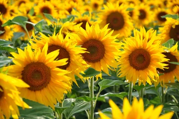 Gartenposter Sonnenblumen © salajean