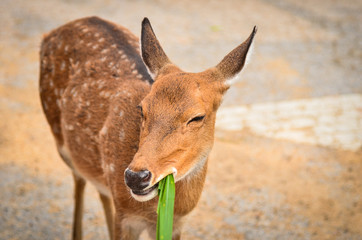 Young deer
