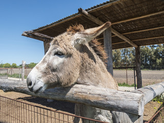 Donkey on a farm