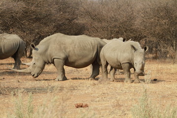 Fototapeta premium Nashorn, Namibia
