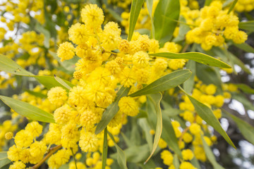 Acacia dealbata flower (silver wattle, blue wattle or mimosa)
