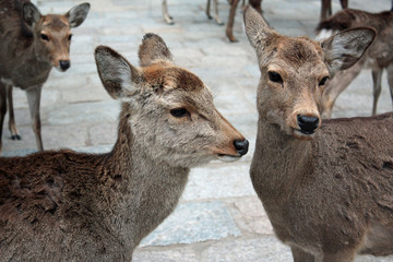 奈良公園の鹿たち