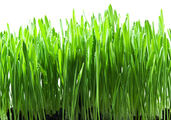 Fototapeta na wymiar Green grass isolated on a white backgroud.