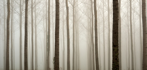 Young bare trees in the fog