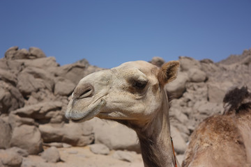 Head of a camel in the desert