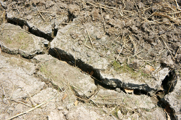 Paddy field, dry soil, drought land, hot weather