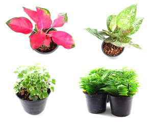 set of houseplant in pots isolated on white background