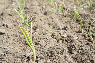 Onion plantation array, focus on foreground, front view