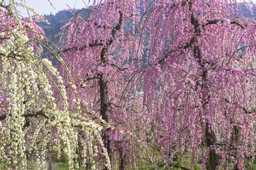 曽我別所梅林の枝垂れ梅
