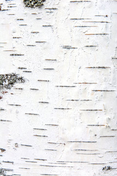 Birch Bark. Texture