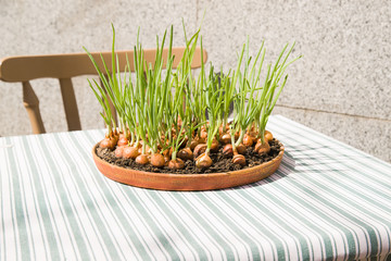 Onion growing from a container located on a restaurant table.