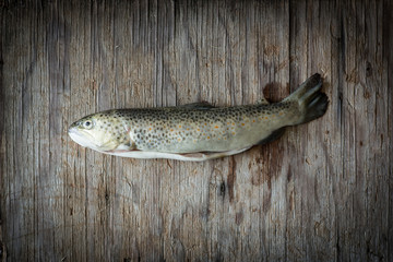 rainbow trout on wooden background