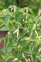 chilli tree in garden