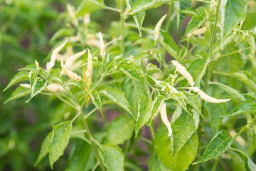 Obraz premium chilli tree in garden
