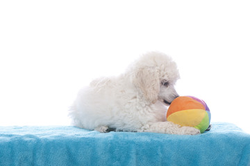 Cute white poodle sniffing on his ball