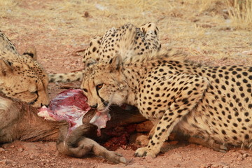 Fototapeta na wymiar Leopard, Namibia