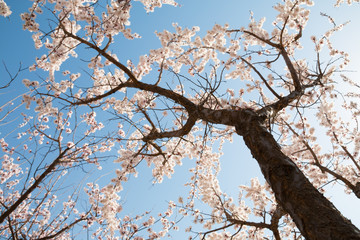 Cherry blossoms against a blue sky