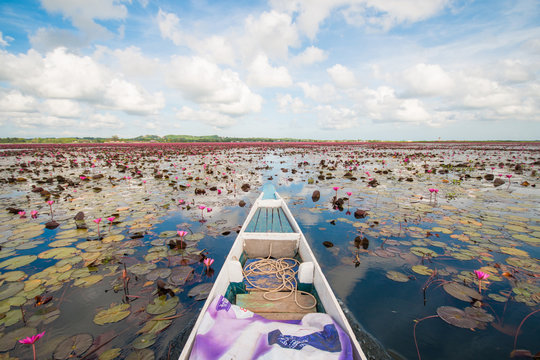 pink lotus in lotus swamp at "Talay-Noi" Pattalung province ,Tha