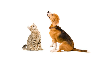 Funny cat Scottish Straight and a beagle dog