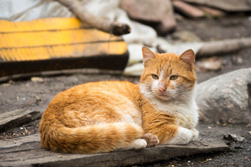 Fototapeta na wymiar Orange cat