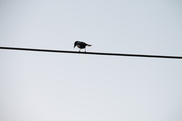Magpie standing on the wire