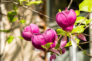 magnolia flower