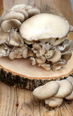 Oyster mushroom on wood
