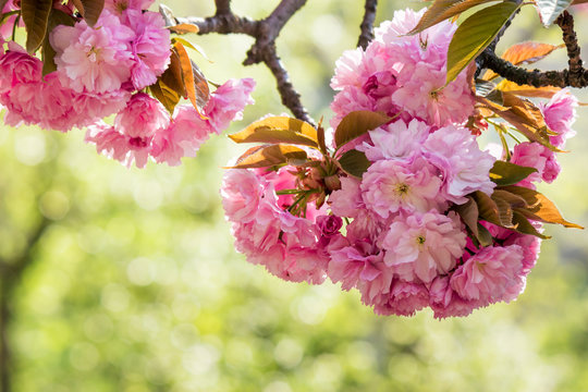 pink flowers of sakura in park