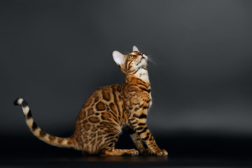 Side View Bengal Cat Looking up