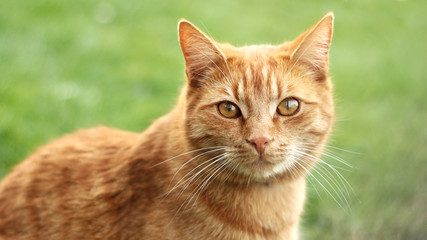 redheaded cat