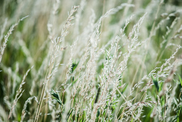 grass in field