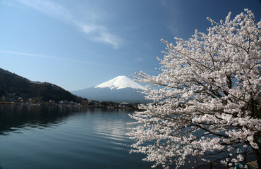 河口湖の桜と富士山