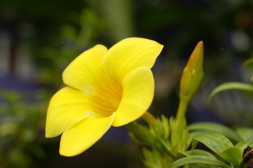 Fototapeta na wymiar floral background Goa