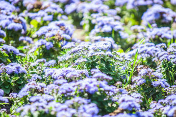 Obraz premium flowers on the green sunny field