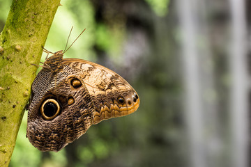 Butterfly near the waterfall