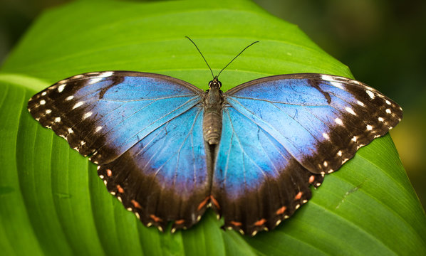 Blue Butterfly on the green leaf detail