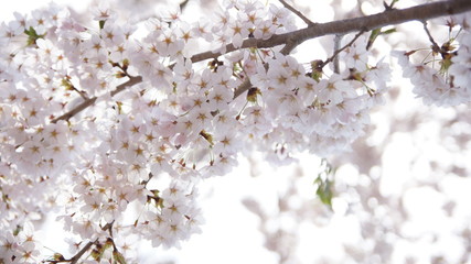 満開の桜